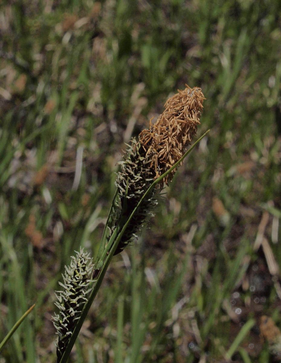 Carice spectabilis