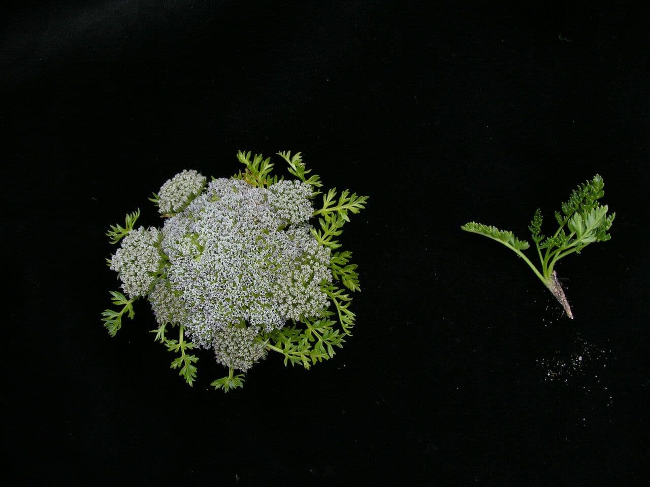 Cortiella 4