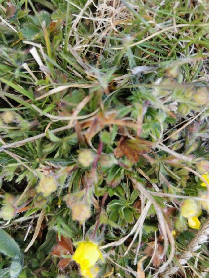 Cincoenrama de primavera 22