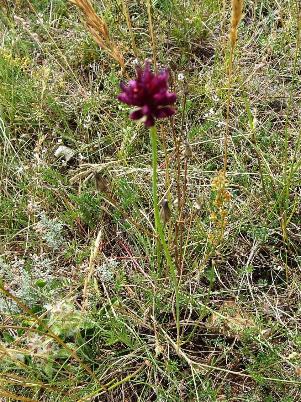 Aglio testatonda 12