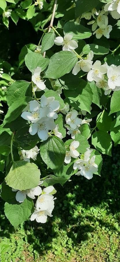 Pachysandra plstnatá 2