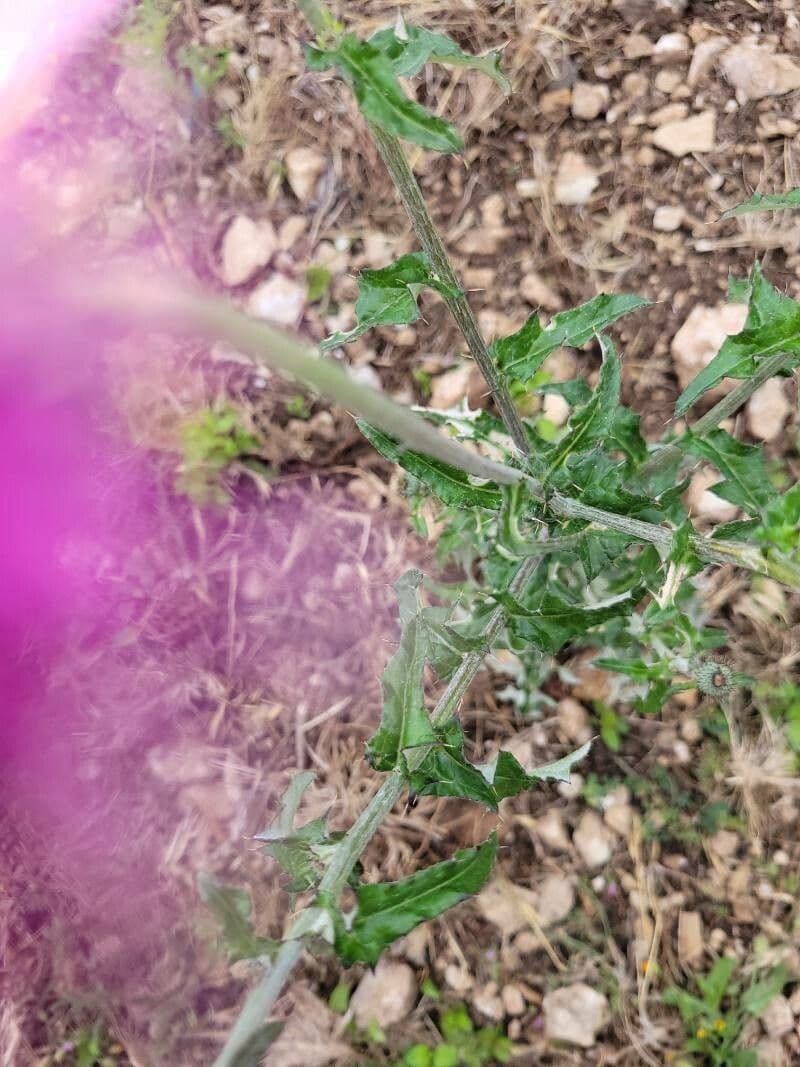 Texas-Distel 15