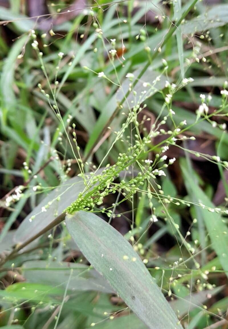 Dichanthelium sabulorum