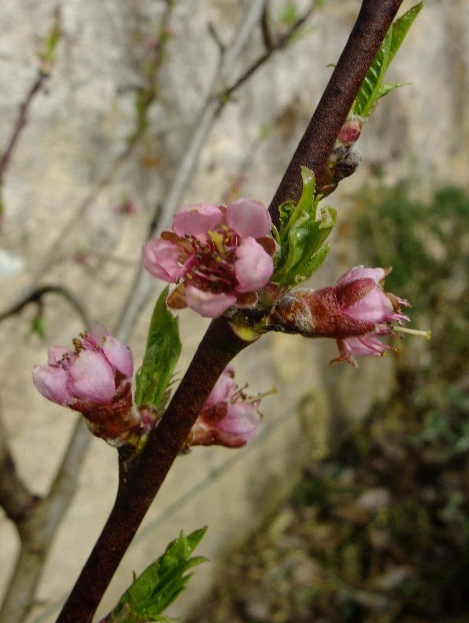 Pfirsich 26