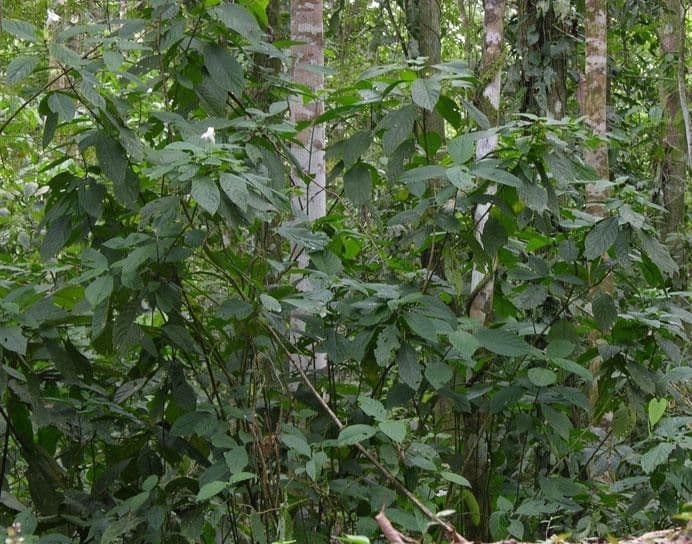 Ruellia 5