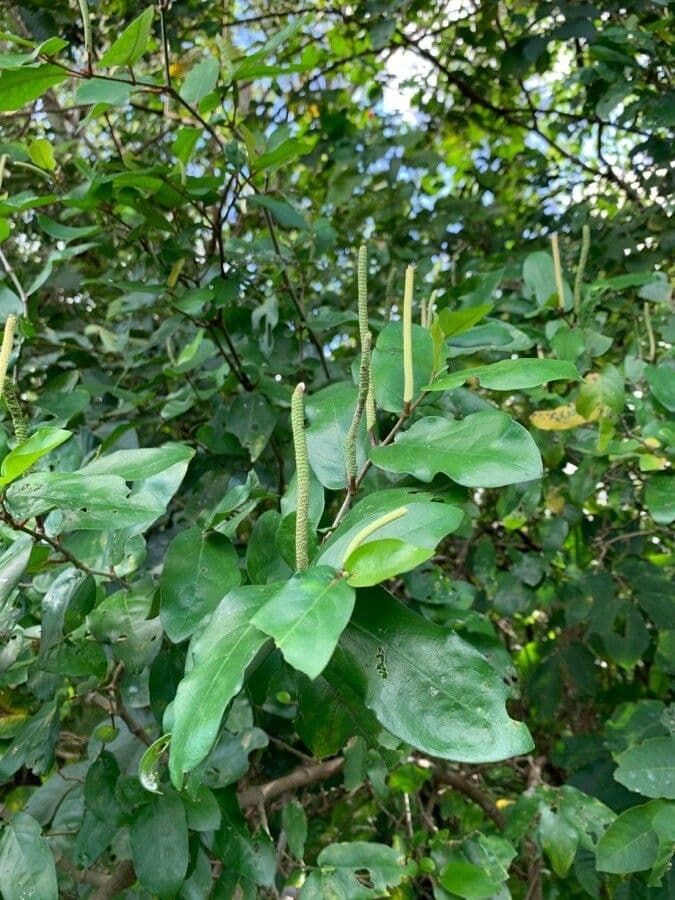 Pimienta tuberculada 5