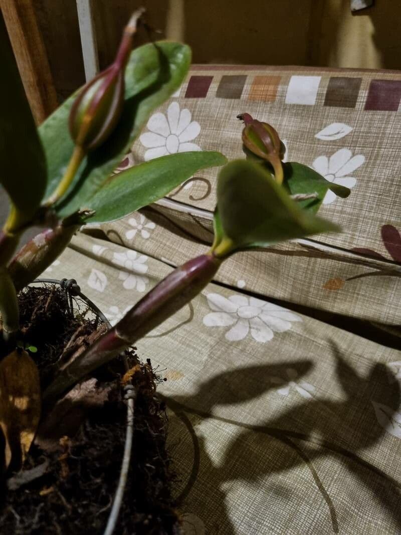 Cattleya intermedia 12