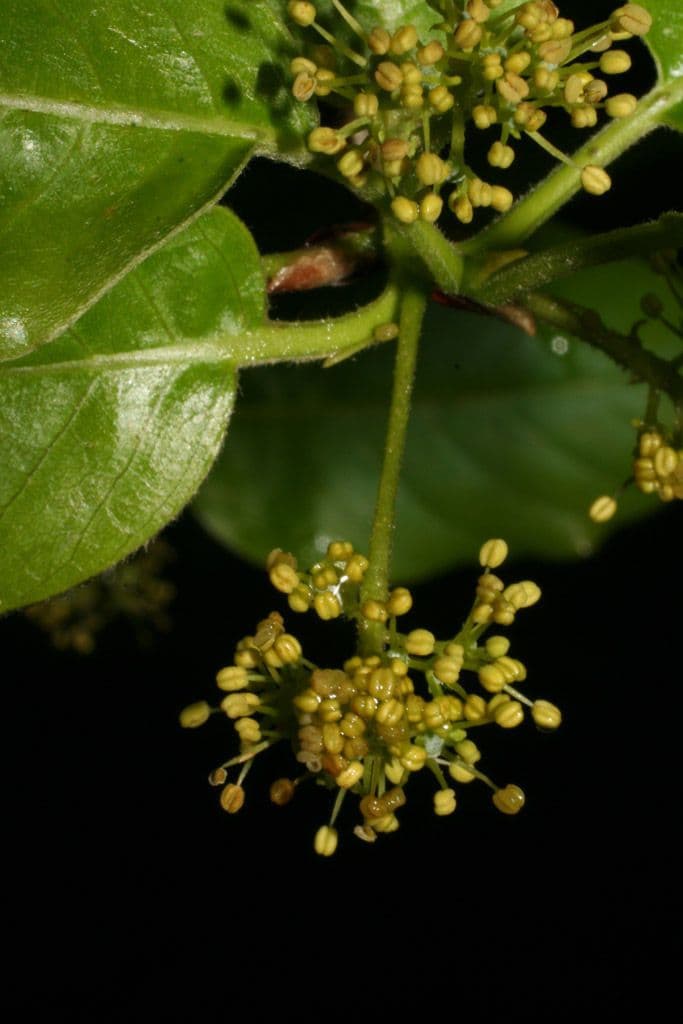Nyssa sylvatica 6