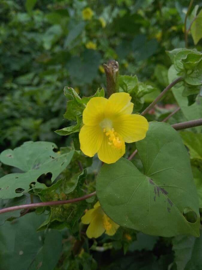 Malachra 5