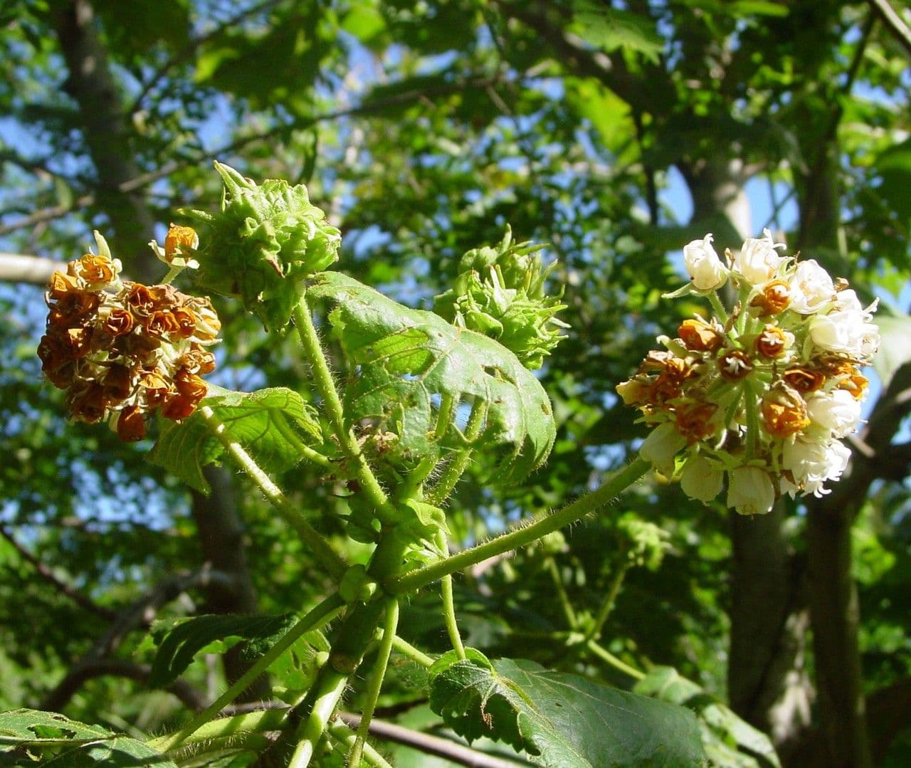Dombeya 30