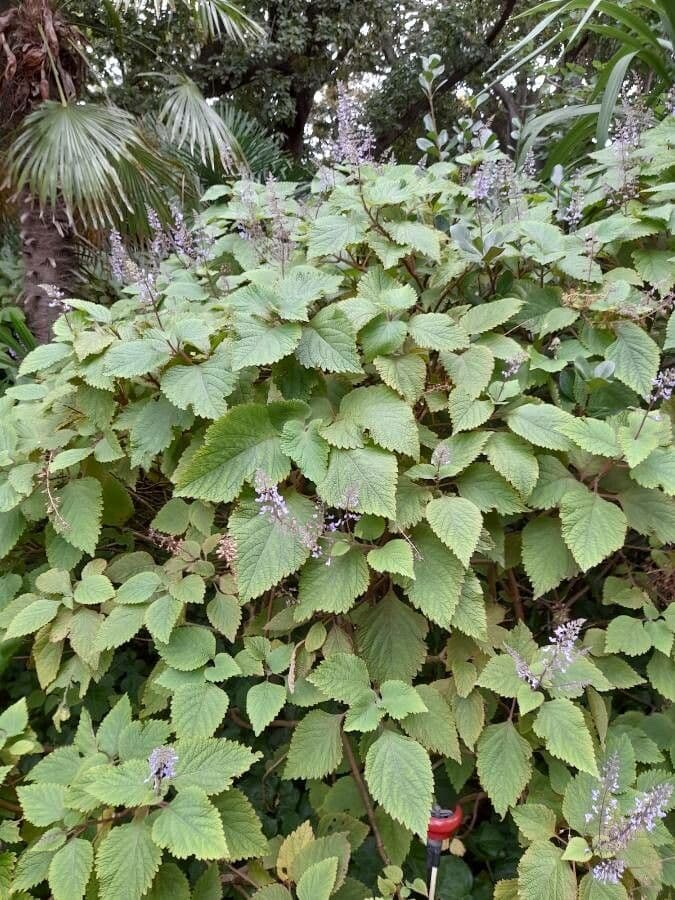 Plectranthus 7