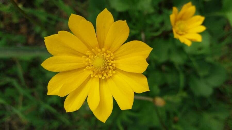 Anemone palmata 8