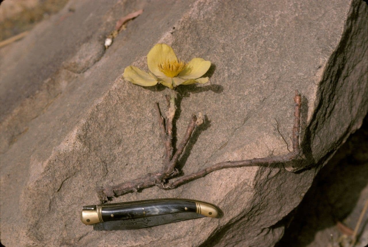 Färber-Seidenbaum 6