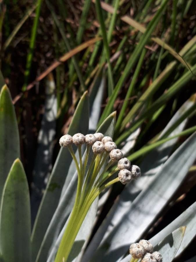 Paepalanthus 3