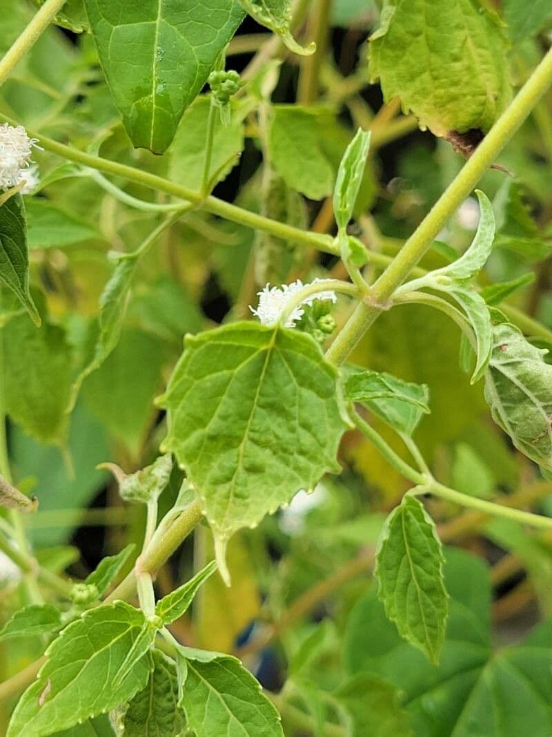 Ageratina aromatica 12