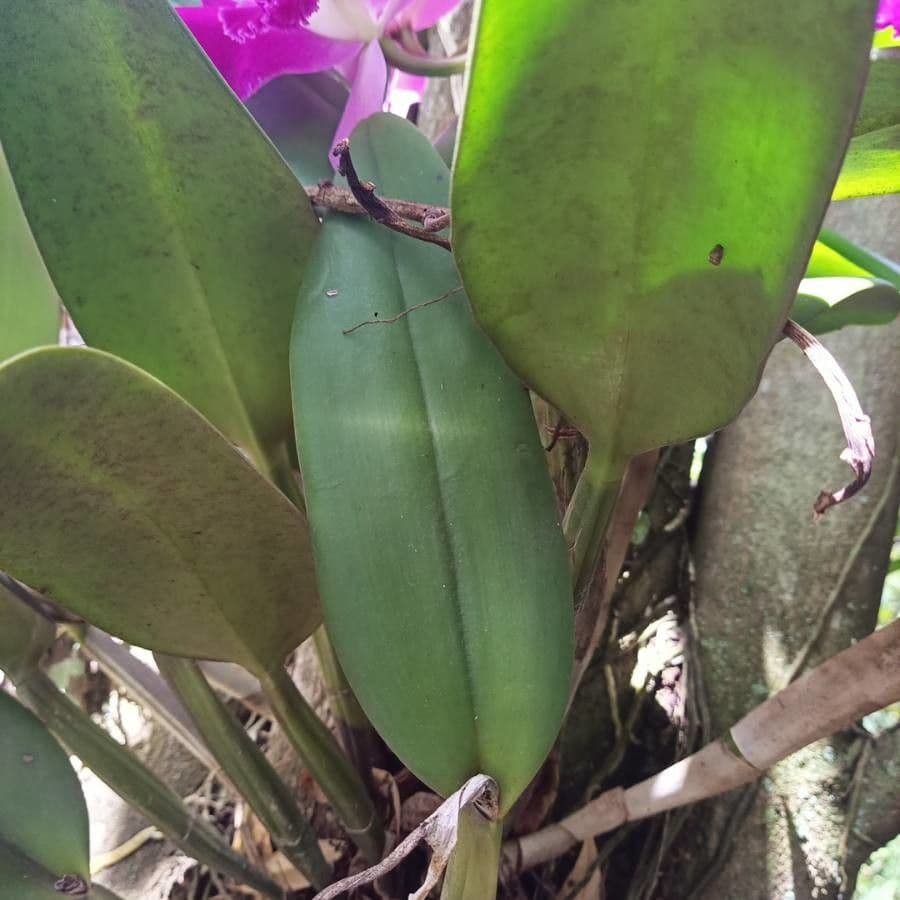 Skinner-Guarianthe 10