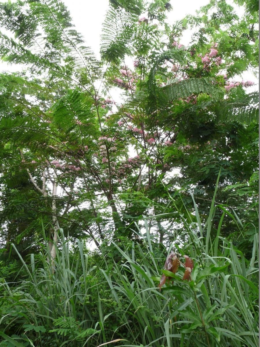 Cassia de Java 13