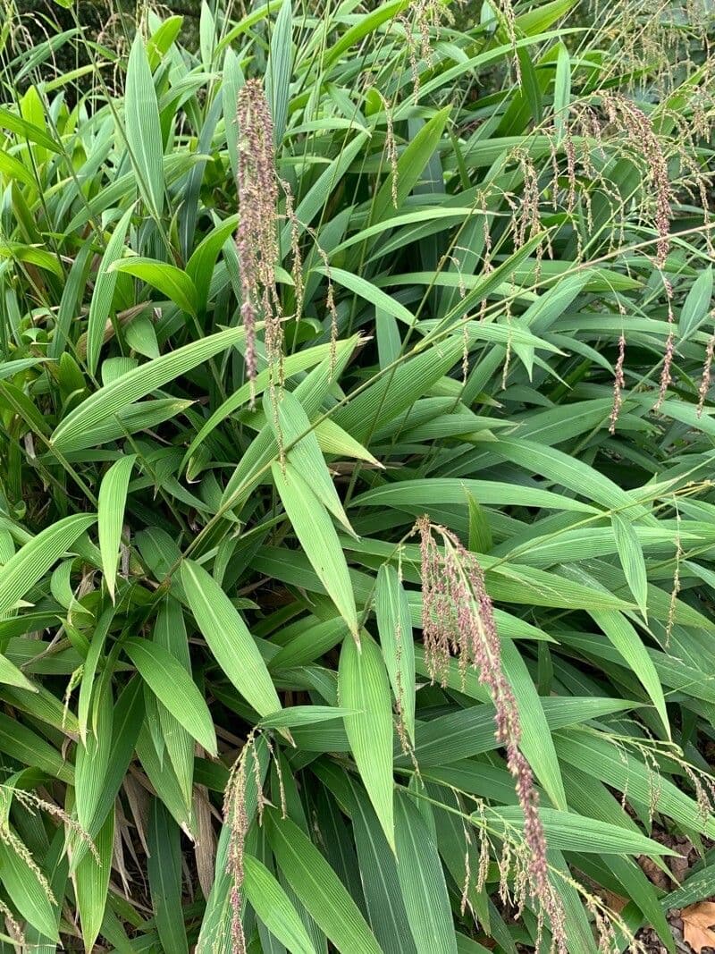 Setaria palmata 8