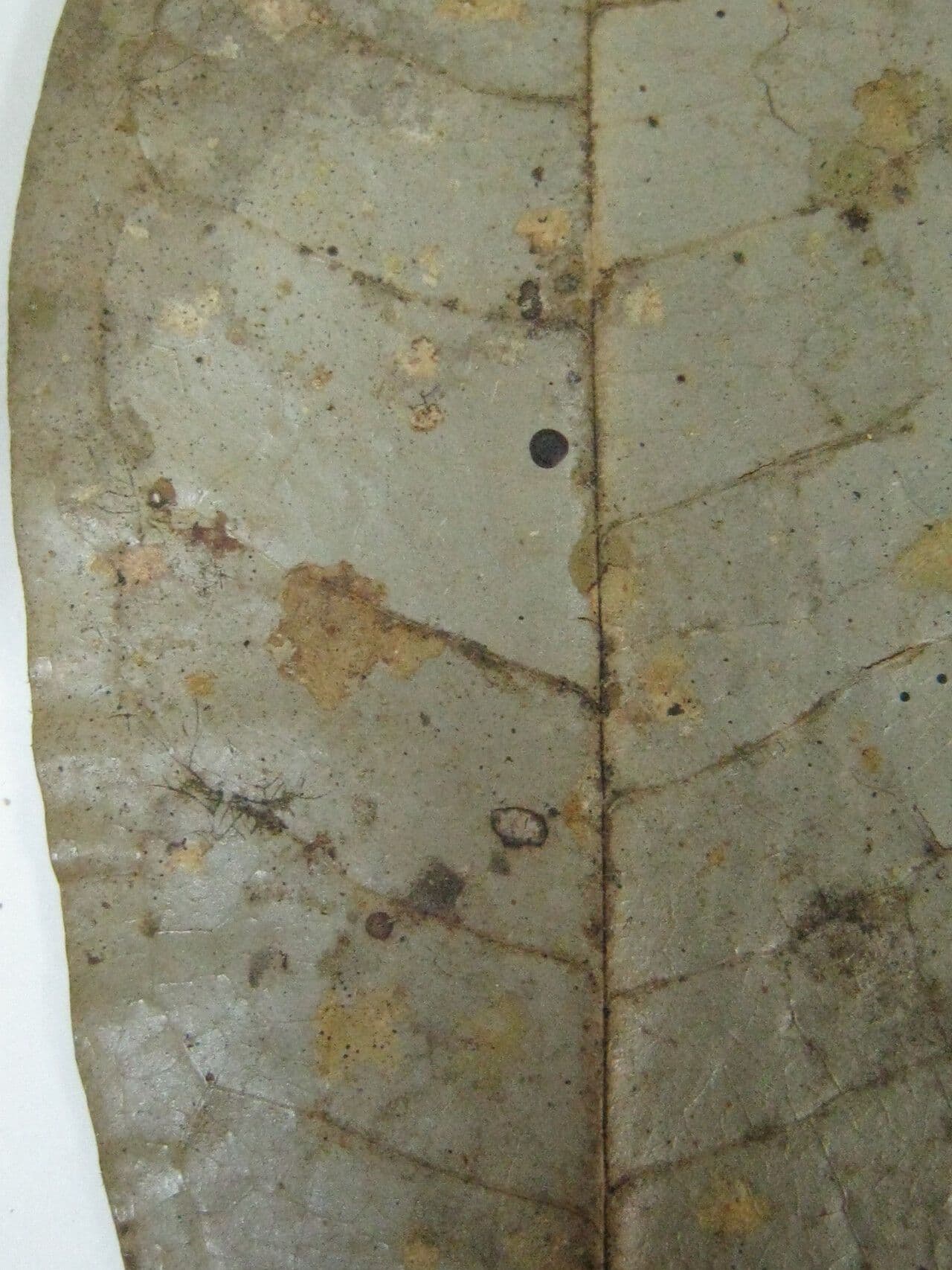 Duguetia 8