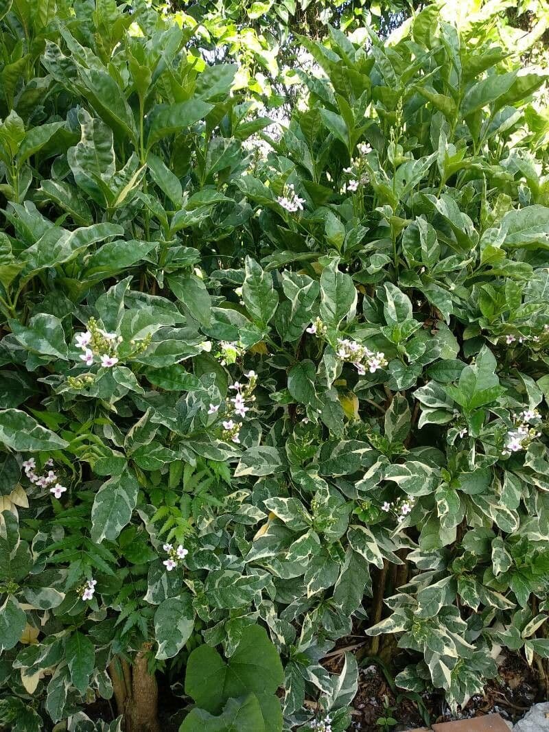 Pseuderanthemum 26