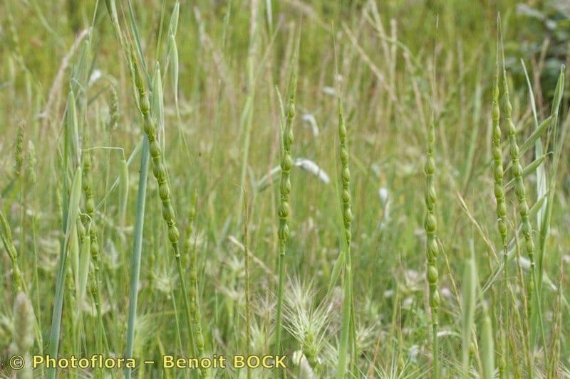 Aegilops ventricosa 15