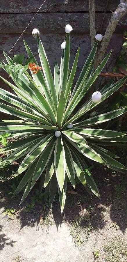 Garten-Sisal 15