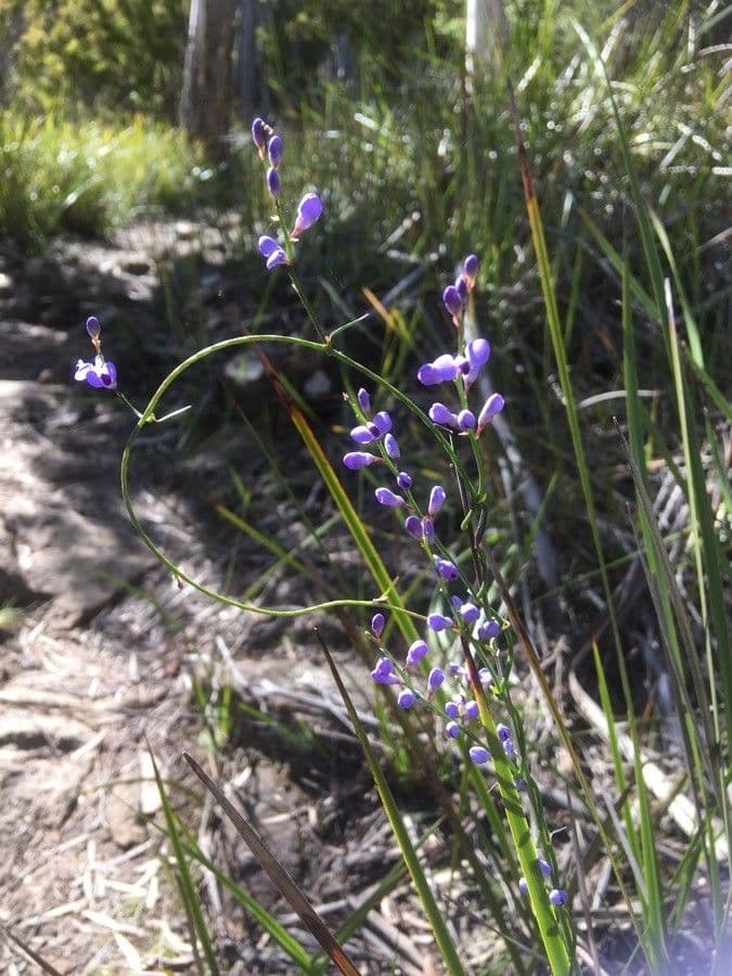 Comesperma 2