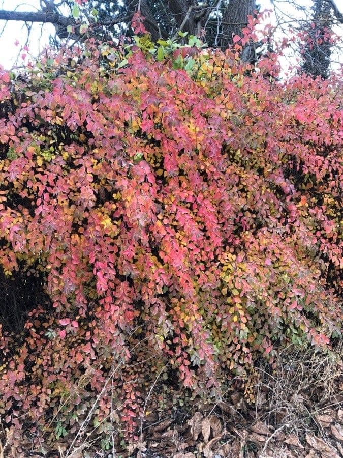 Spirea trilobata 12