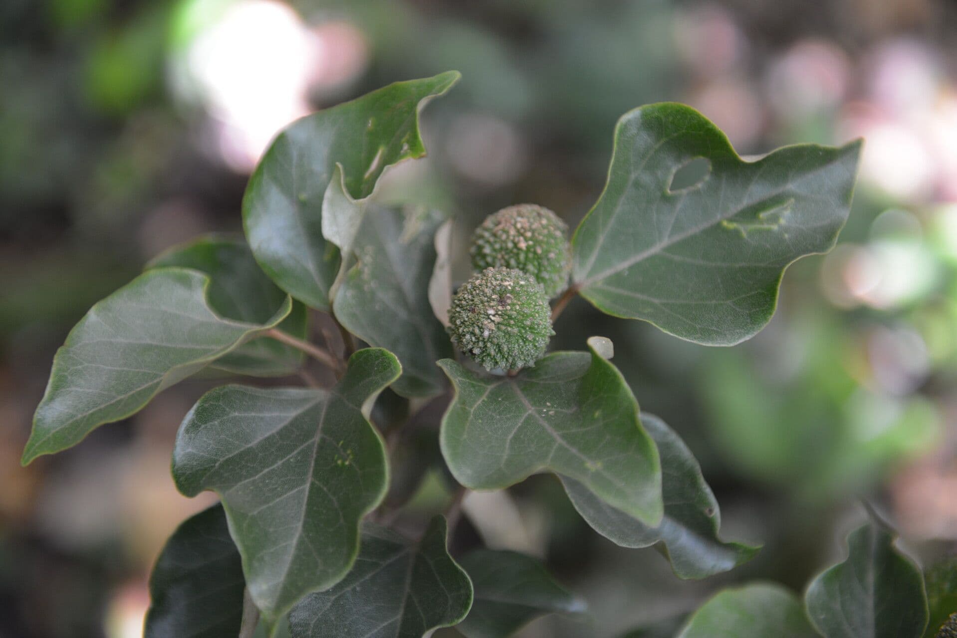 Croton niveo 6