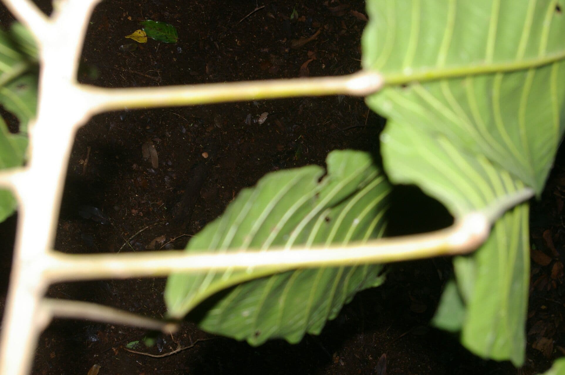 Sloanea 2