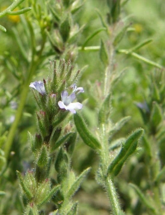 Verbena grigia 4
