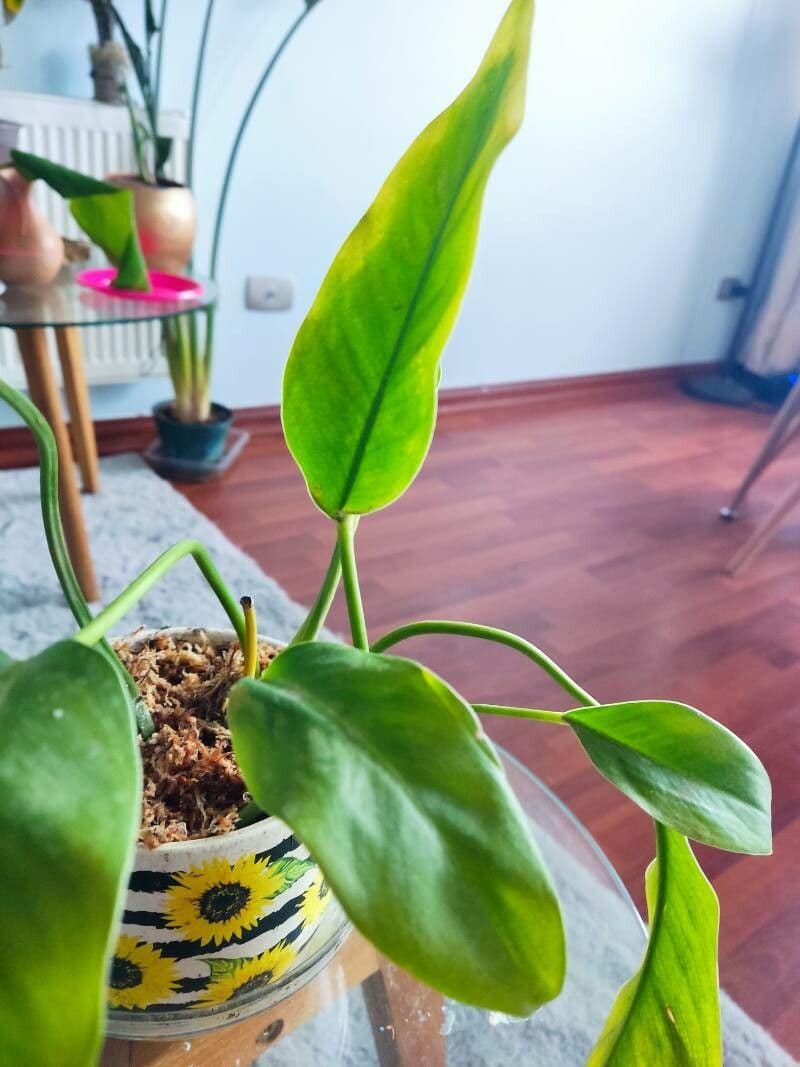 Philodendron 17