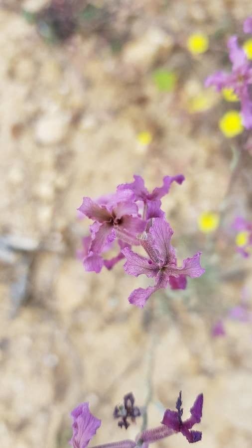 Violaciocca fruticulosa 2