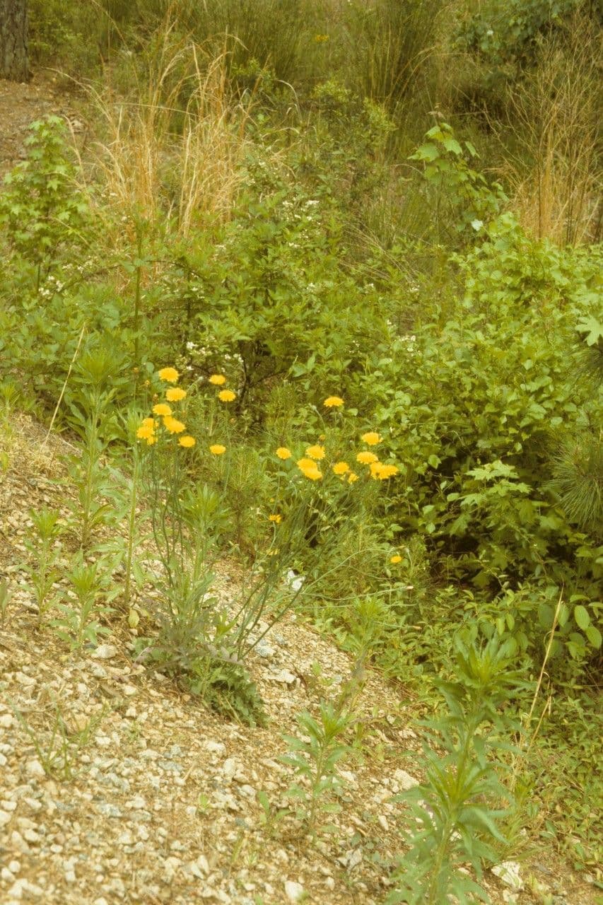 Krigia dandelion 10