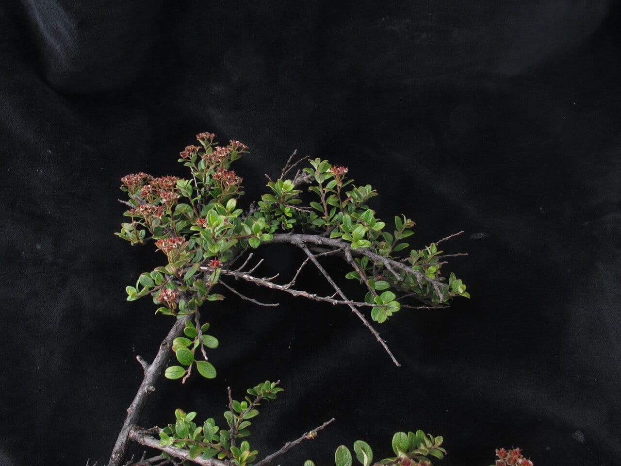 Spirea arcuata 2