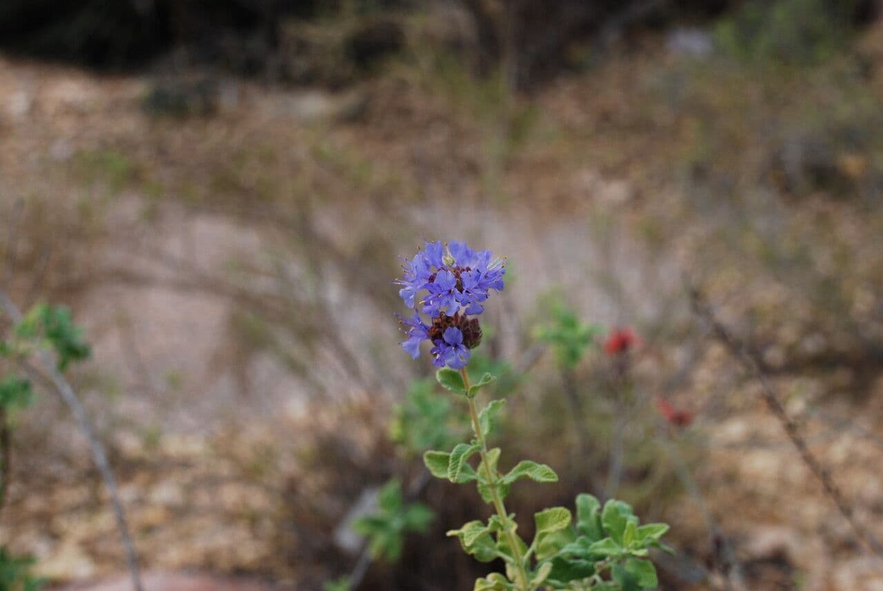 Salvia dorrii 3