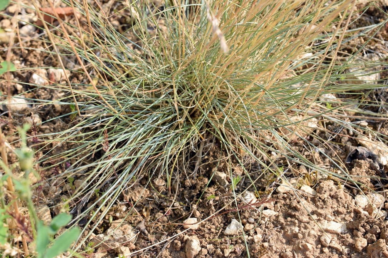 Festuca marginata 9