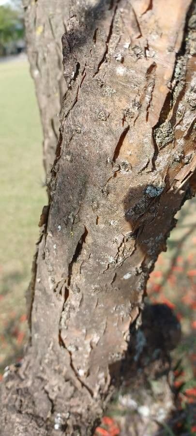 Erythrina 21