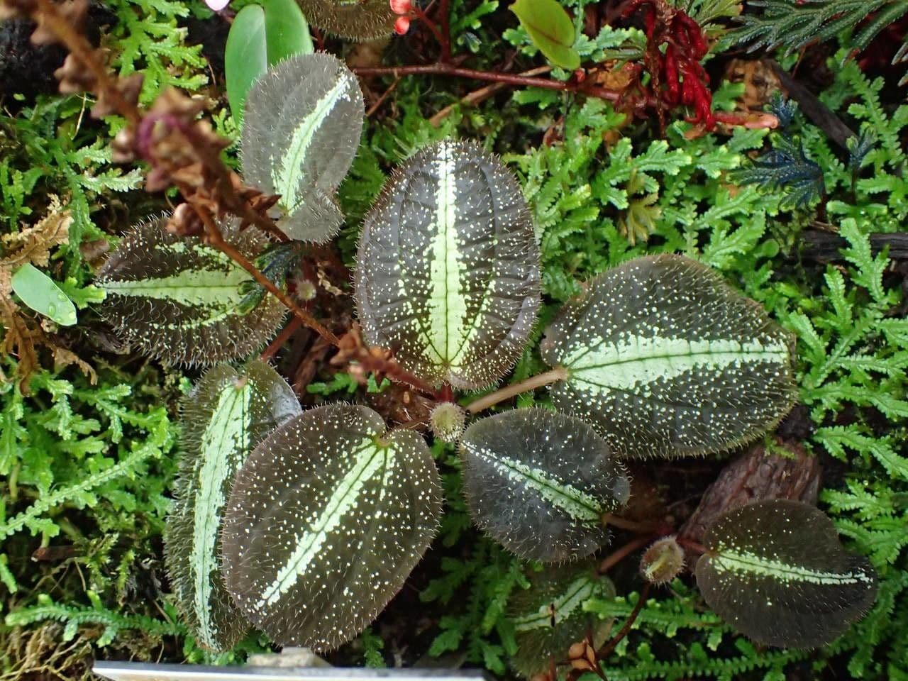 Bertolonia 3