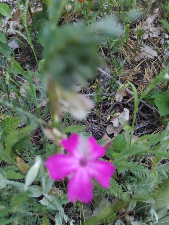 Silene
