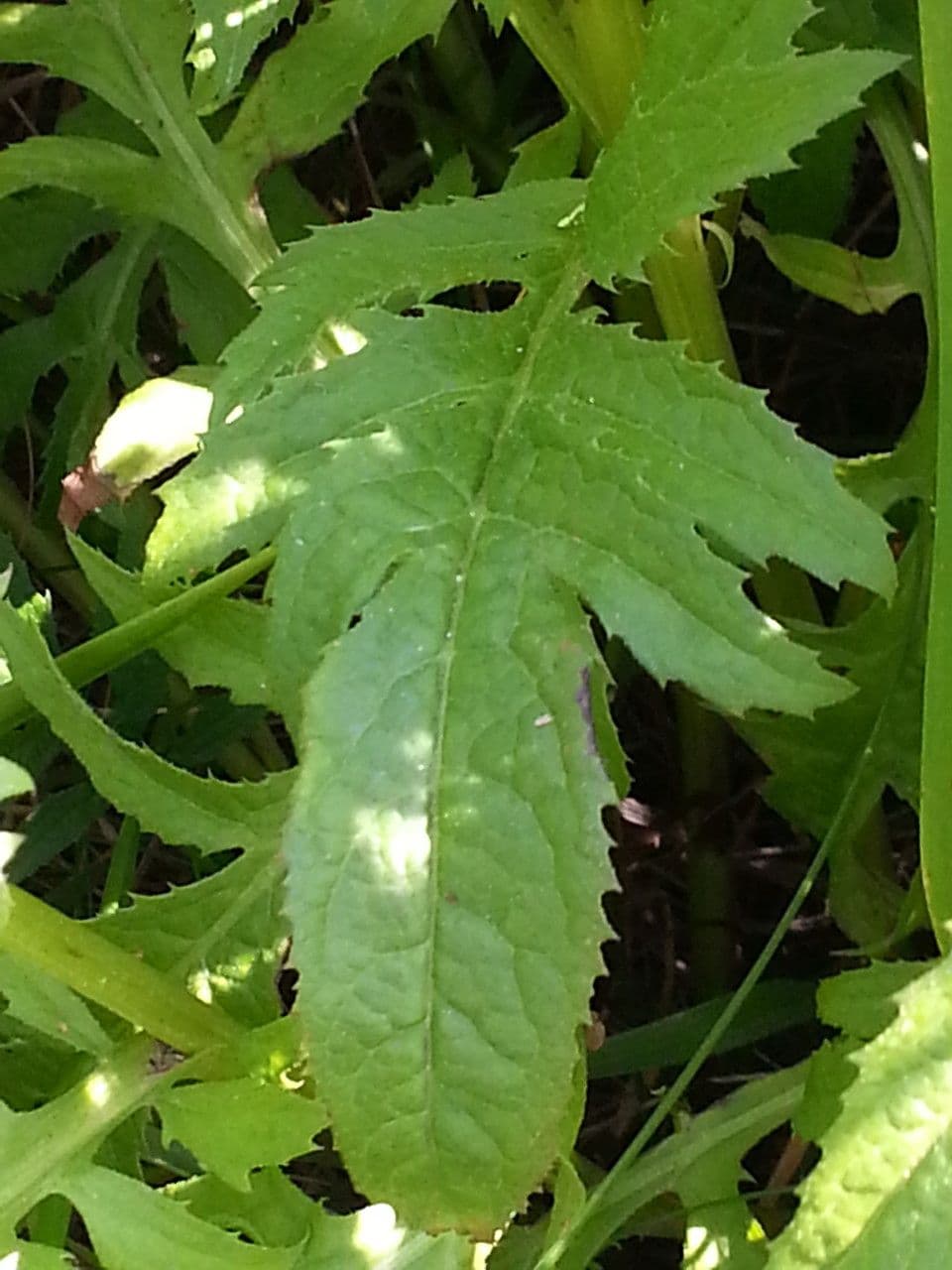 Serratula comune 19