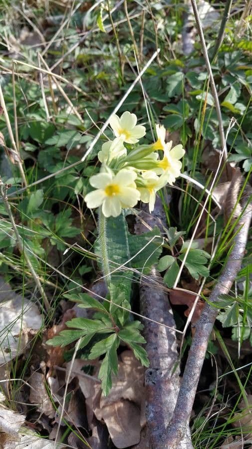 Primula maggiore 24