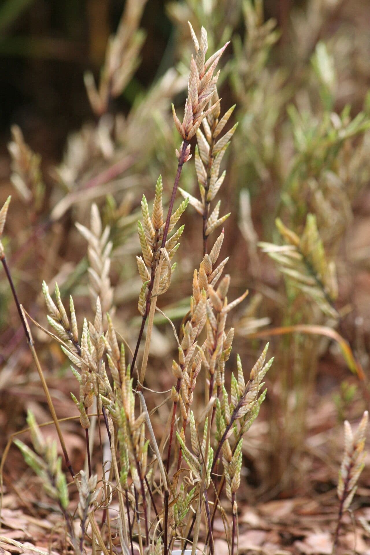 Desmazeria