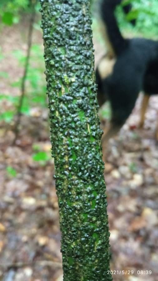 Euonymus 24