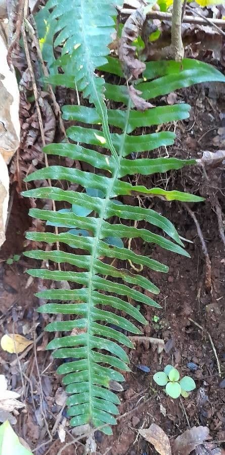 Blechnum
