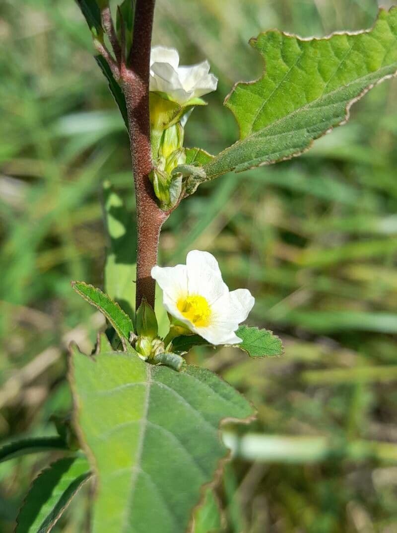 Sida spinosa 6