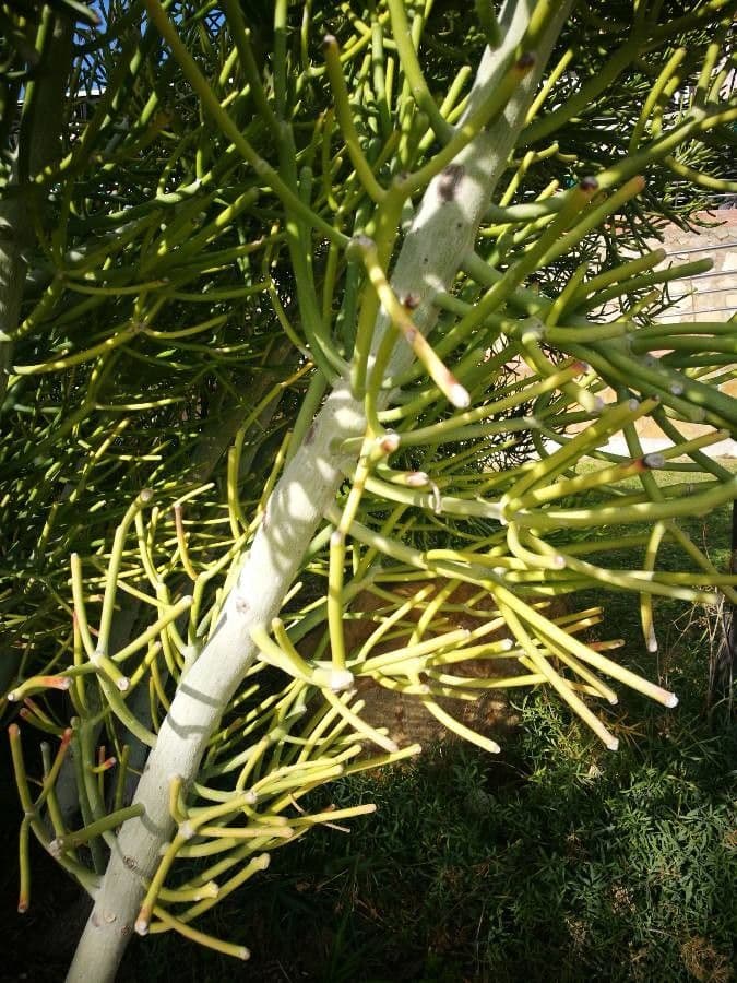 Euphorbe aphylla 18