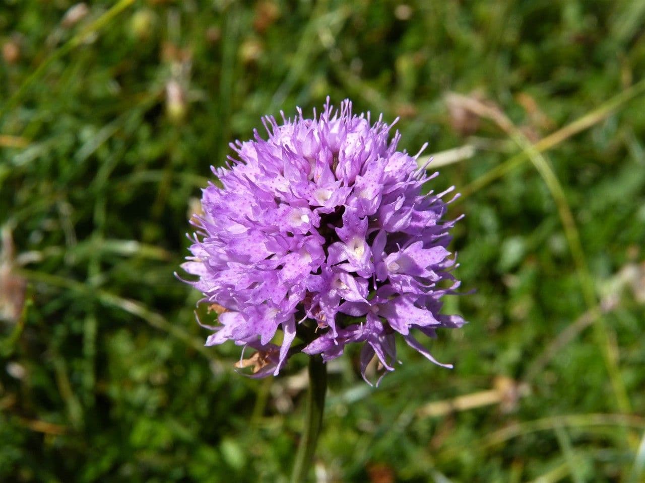 Kugelorchis