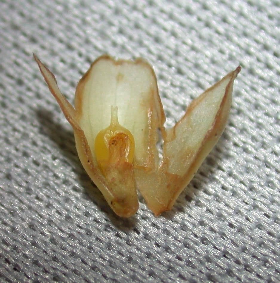Schlegelia parviflora 18