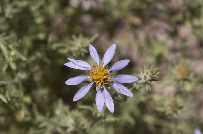 Machaeranthera